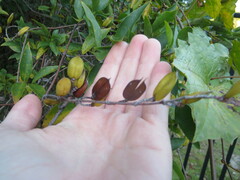 Gelsemium sempervirens