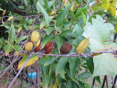 Gelsemium sempervirens