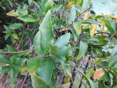 Gelsemium sempervirens