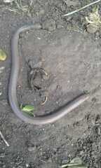 Amphisbaena darwinii