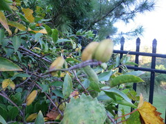 Gelsemium sempervirens