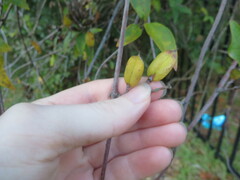 Gelsemium sempervirens