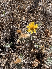 Heterotheca sessiliflora echioides