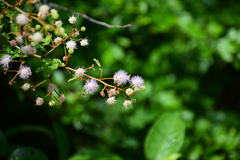 Mimosa bahamensis