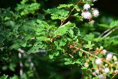 Mimosa bahamensis