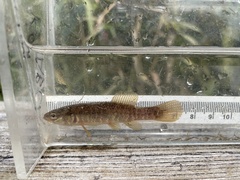 Umbra limi