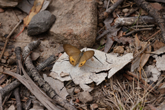 Hypocysta pseudirius