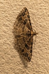 Alucita montana