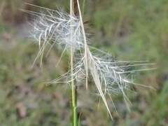 Andropogon ternarius