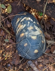 Chelonoidis carbonarius