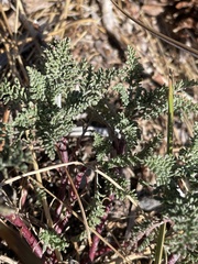 Chaenactis douglasii