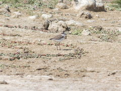 Charadrius collaris