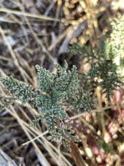 Chaenactis douglasii