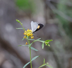 Candalides xanthospilos