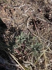 Chaenactis douglasii