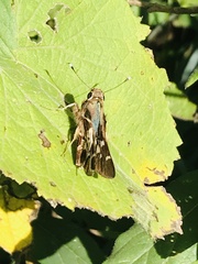 Thespieus macareus