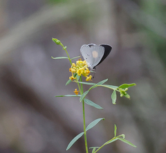 Candalides xanthospilos