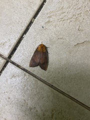 Phaegopterina