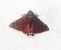 Hypsopygia pelasgalis