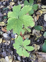 Sanicula marilandica