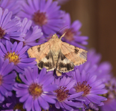 Heliothis phloxiphaga