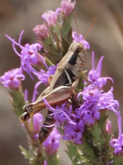 Melanoplus keeleri