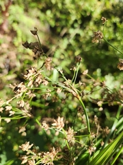 Scirpus microcarpus