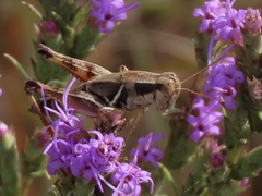 Melanoplus keeleri