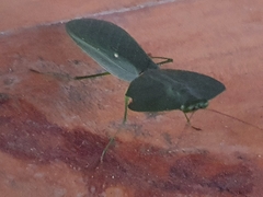 Choeradodis rhombicollis