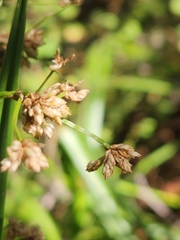 Scirpus microcarpus