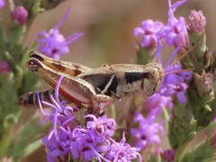 Melanoplus keeleri