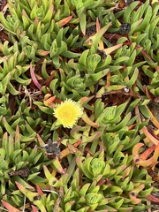 Carpobrotus