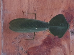 Choeradodis rhombicollis