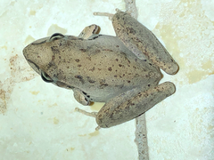 Litoria latopalmata