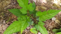 Rubus crataegifolius