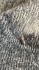 Ammotrechidae