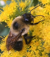 Bombus griseocollis