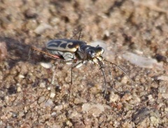 Eunota gabbii