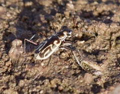 Eunota gabbii