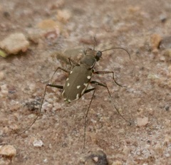 Microthylax sinaloae
