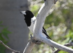 Cracticus nigrogularis