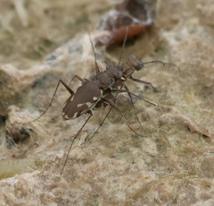 Microthylax sinaloae