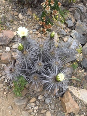 Trichocereus deserticola