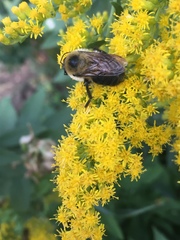 Bombus griseocollis