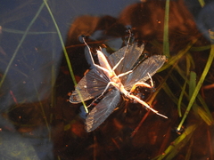 Gonatista grisea