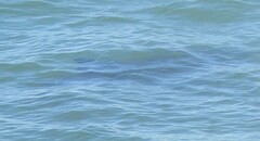 Carcharodon carcharias