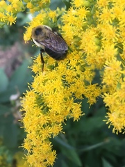 Bombus griseocollis
