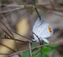 Everes lacturnus