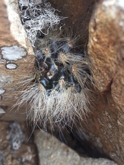 Eriosyce villosa