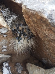Eriosyce villosa